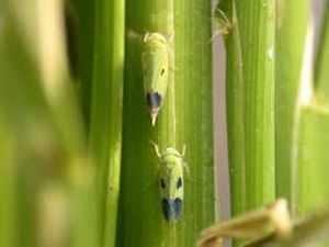 uploads/images/pest/paddy leaf hopper.jpg